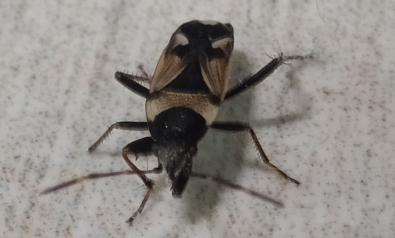 Raglius confusus - Lygaeidae